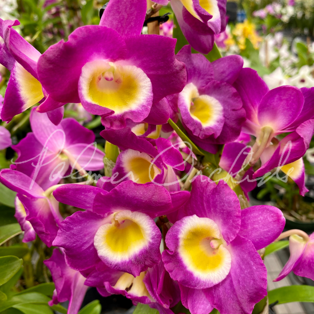 Nobile-Type Dendrobium 4-Pack — Palmer Orchids
